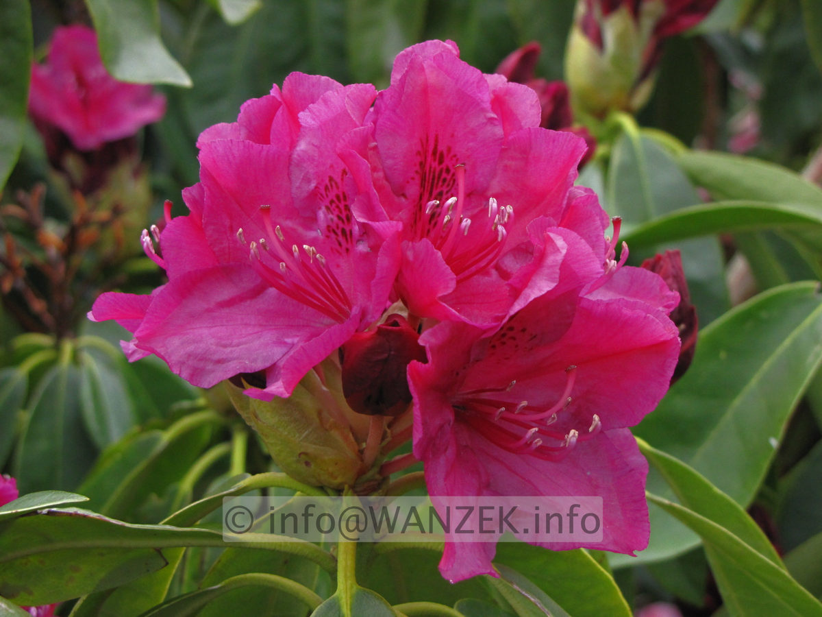Rhododendron Old Port 03.JPG